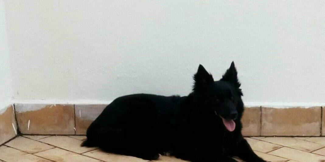 34690926_1827699313918820_6647148758909845504_n