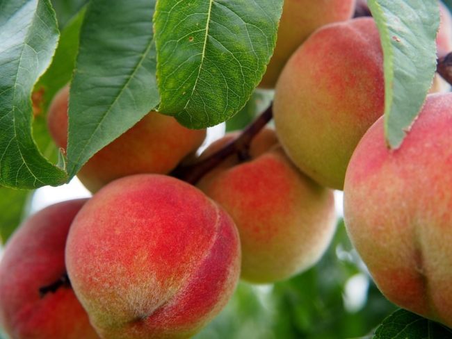 peach-2632182_960_720