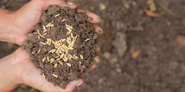 dia-mundial-alimentacion-mano-hombre-abraza-tierra-semillas-arroz-parte-superior_1150-18926